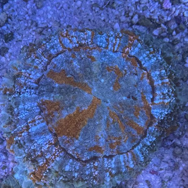 Acanthophyllia deshayesiana - Green Warpaint - WYSIWYG 5